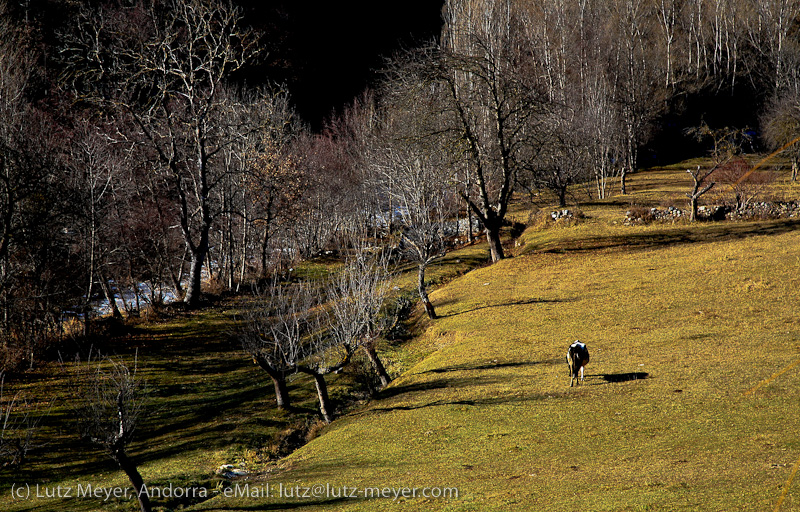 Els Arenys, Cerdanya, Pyrenees, Lleida, Catalunya, Spain