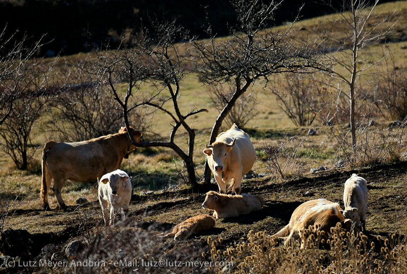 Catalunya rural: El Cadi at Alt Urgell