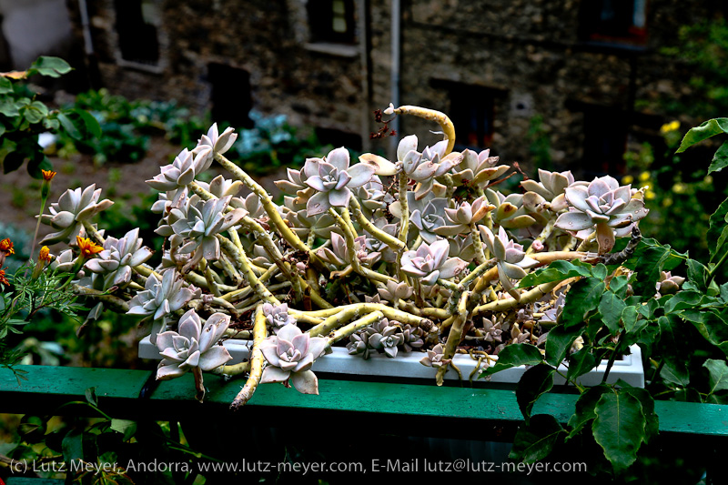 Rural life: Engordany, Andorra, Pyrenees