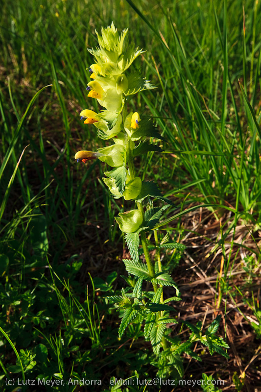 Andorra nature: Plants at Arinsal, La Massana, Vallnord, Andorra, Pyrenees