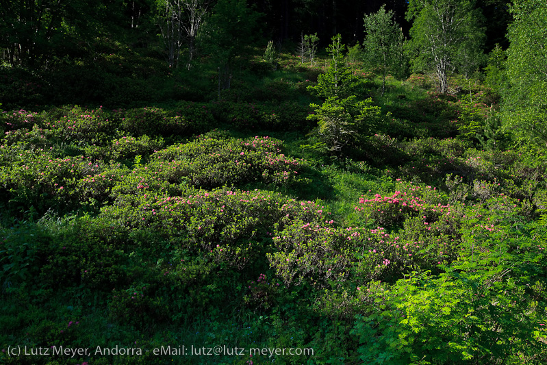 Andorra nature: Plants at Arinsal, La Massana, Vallnord, Andorra, Pyrenees