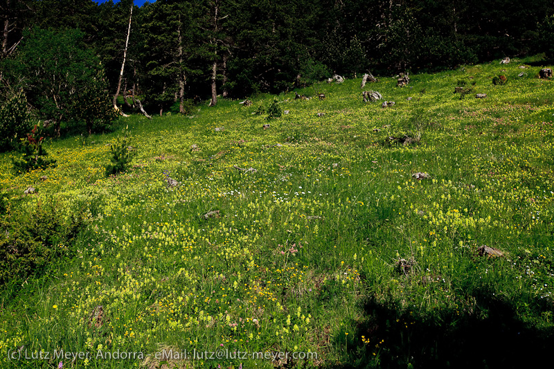 Andorra nature: Plants at Arinsal, La Massana, Vallnord, Andorra, Pyrenees