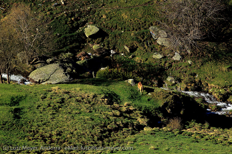 Andorra nature: Els Cortals, Vall d'Orient, Andorra