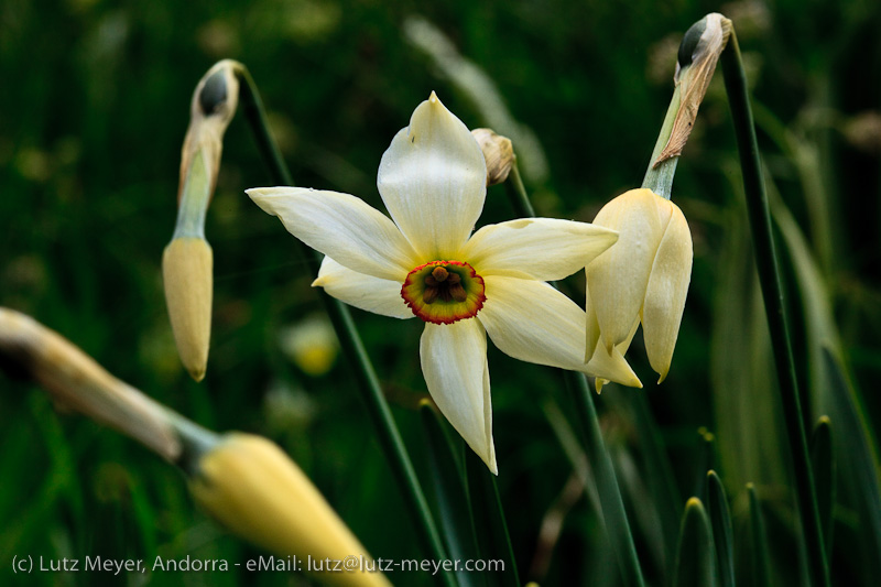 Andorra nature: Vall d'Incles, Andorra, Pyrenees