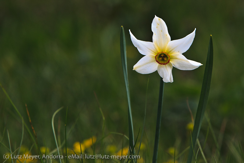 Andorra nature: Vall d'Incles, Andorra, Pyrenees