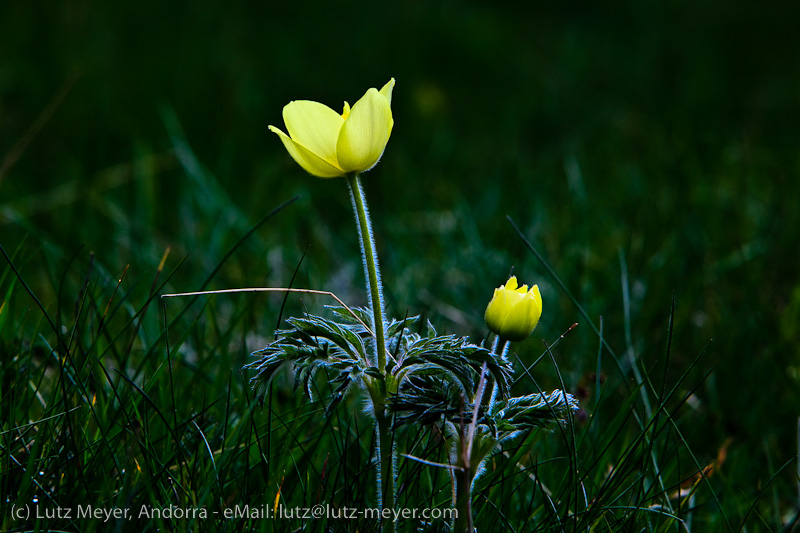 Andorra nature: Vall d'Incles, Canillo, Vall d'Orient, Andorra, Pyrenees