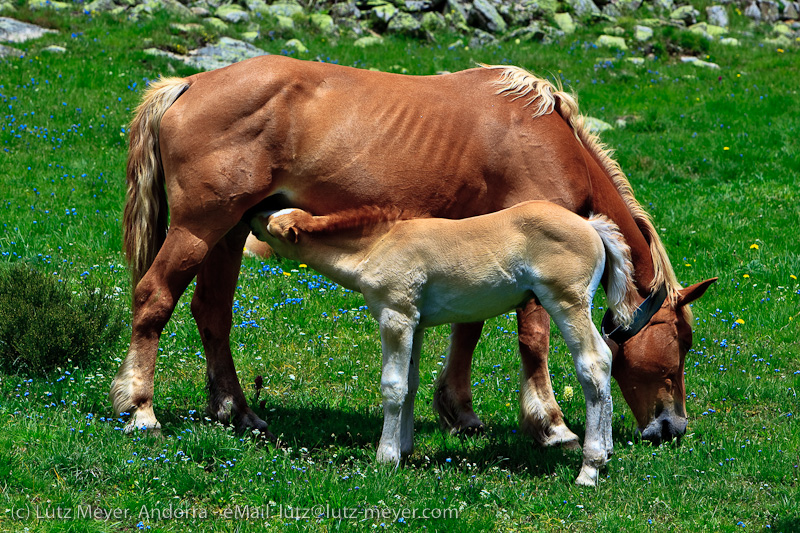 Andorra nature: Vall d'Incles, Canillo, Vall d'Orient, Andorra, Pyrenees