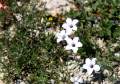 Flowers, flores a Gombrn, Ripolls - img_1129_56.jpg