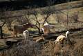 Cornellana, Alt Urgell - img_3521_39.jpg