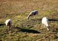 Tuixent, Alt Urgell - img_3555_46.jpg