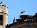 Strche, storks, cigonya, Torres de Segre, Segria - img_4619_59.jpg