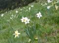 Grandalla, Dichternarzisse, narcissus poeticus -  img_5807.jpg