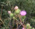 Distel - img_7937_11.jpg