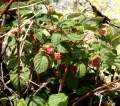 Himbeeren - img_8036_62.jpg