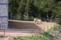 Tiroler Haflinger Pferdezucht von Casa Bou Fontaneda - img_8122_48.jpg