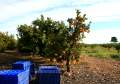 Orangen Ernte, Alcanar - img_2360_51.jpg